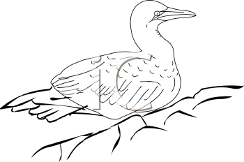 Bird Clipart