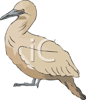 Bird Clipart