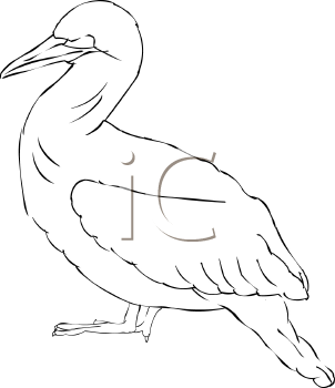 Bird Clipart