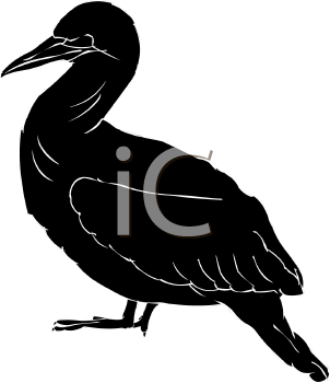 Bird Clipart