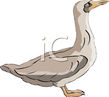 Bird Clipart