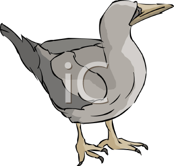 Bird Clipart