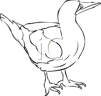 Bird Clipart