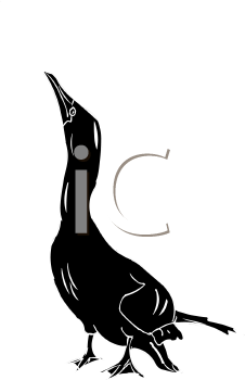 Bird Clipart