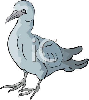 Bird Clipart