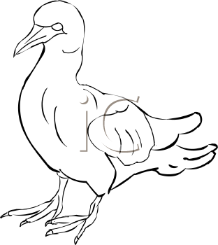 Bird Clipart