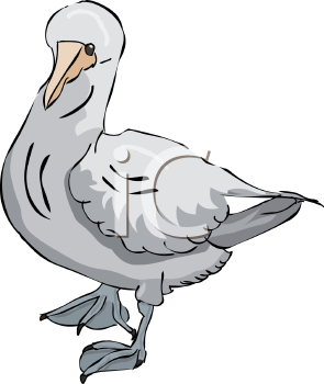 Bird Clipart