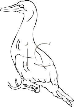 Bird Clipart