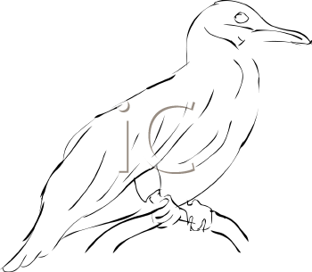 Bird Clipart