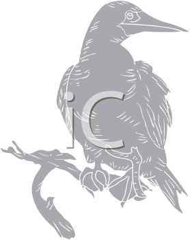 Bird Clipart