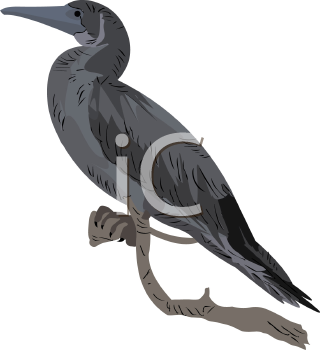 Bird Clipart