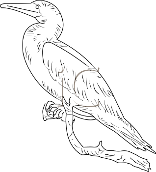 Bird Clipart