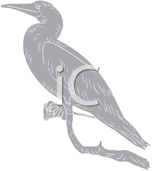 Bird Clipart