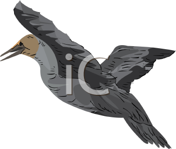 Bird Clipart