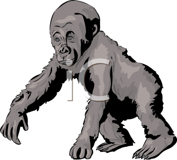 Primate Clipart