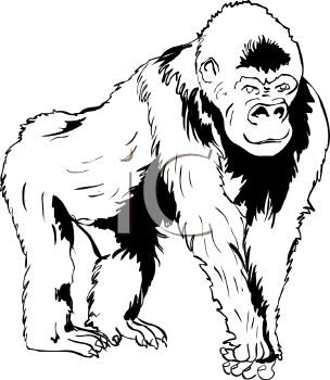 Primate Clipart