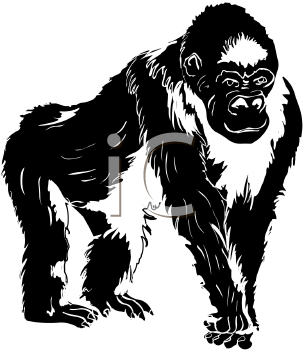 Primate Clipart