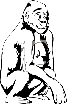 Primate Clipart