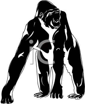 Primate Clipart