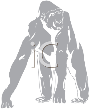 Primate Clipart