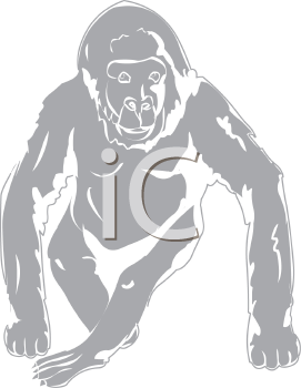 Primate Clipart