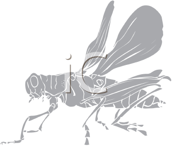 Insect Clipart