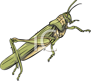 Insect Clipart