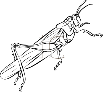 Insect Clipart