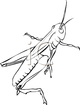 Insect Clipart