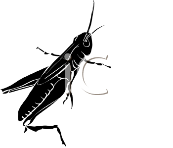 Insect Clipart