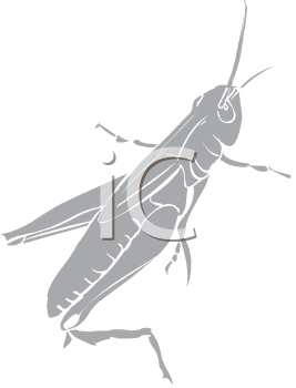 Insect Clipart