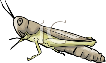 Insect Clipart