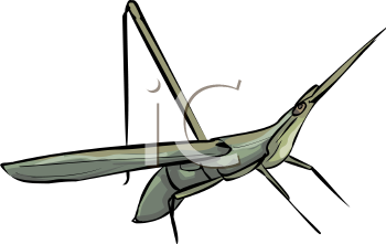 Insect Clipart