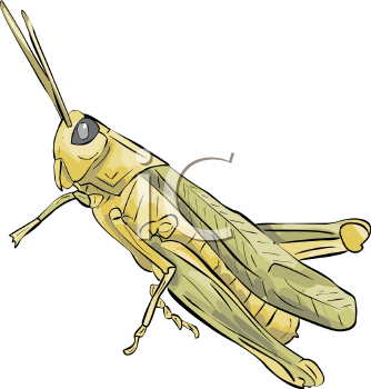 Insect Clipart