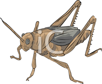 Insect Clipart