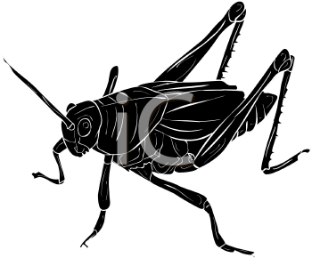 Insect Clipart