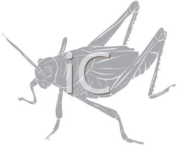 Insect Clipart