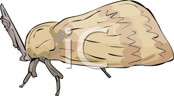 Insect Clipart