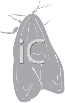 Insect Clipart