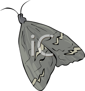 Insect Clipart