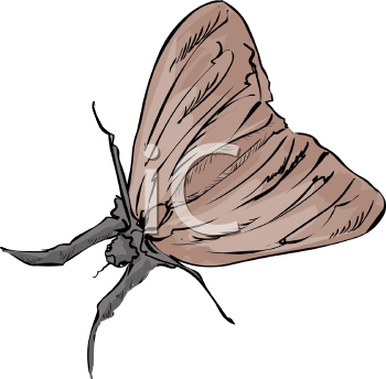 Insect Clipart