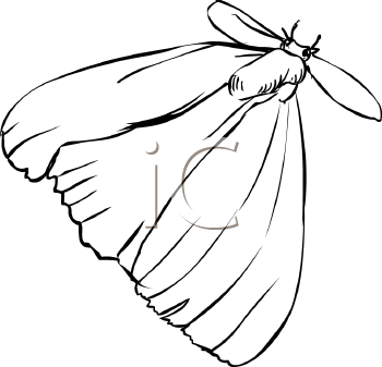 Insect Clipart