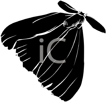 Insect Clipart