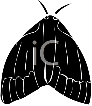 Insect Clipart