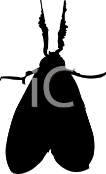 Insect Clipart