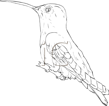 Bird Clipart