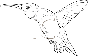 Bird Clipart