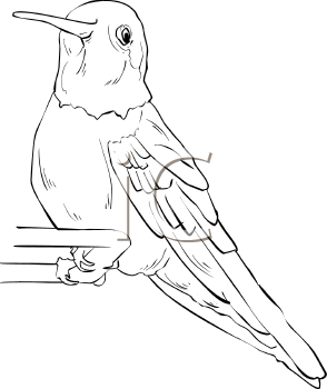 Bird Clipart