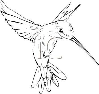 Bird Clipart