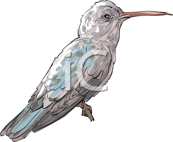 Bird Clipart